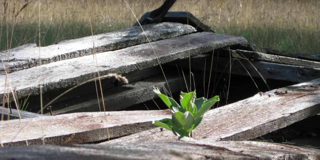 a small plant growing in a scrap pile of timber